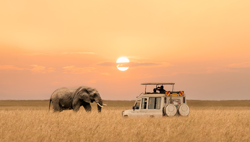 elephant
